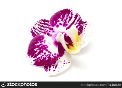 Beautiful fresh orchid isolated on white background
