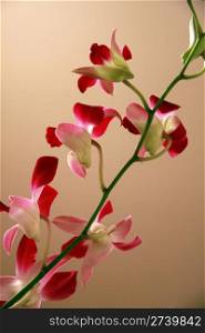 Beautiful fresh pink and red orchids closeup