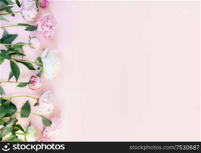Beautiful fresh pink and white peony flowers border on pink table with copy space for your text, top view and flat lay background. Fresh peony flowers