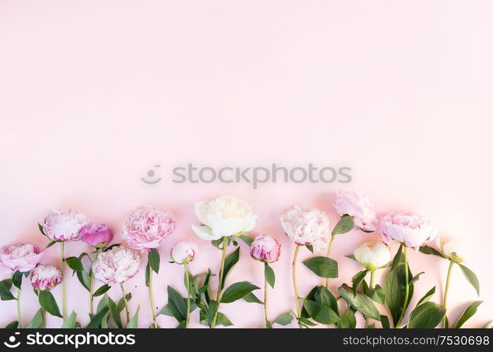 Beautiful fresh pink and white peony flowers border on pink table with copy space for your text, top view and flat lay floral background. Fresh peony flowers