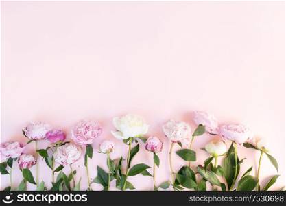 Beautiful fresh pink and white peony flowers border on pink table with copy space for your text, top view and flat lay floral background. Fresh peony flowers
