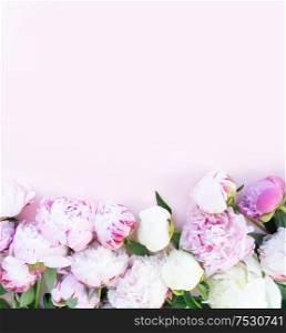 Beautiful fresh pink and white peony flowers border on pink table with copy space for your text over pink, top view and flat lay background. Fresh peony flowers