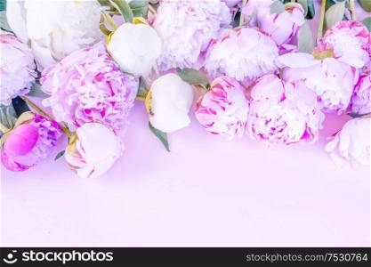 Beautiful fresh pink and white peony flowers border on pink table with copy space for your text, top view and flat lay background, toned. Fresh peony flowers