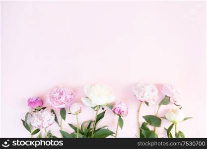 Beautiful fresh pink and white peony flowers on pink desk, top view and flat lay background. Fresh peony flowers