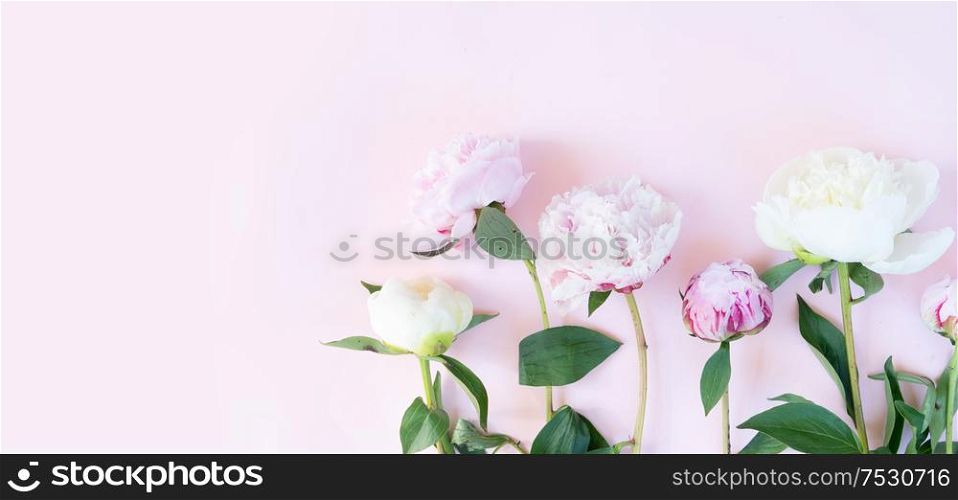 Beautiful fresh pink and white peony flowers on pink table, top view and flat lay background banner. Fresh peony flowers