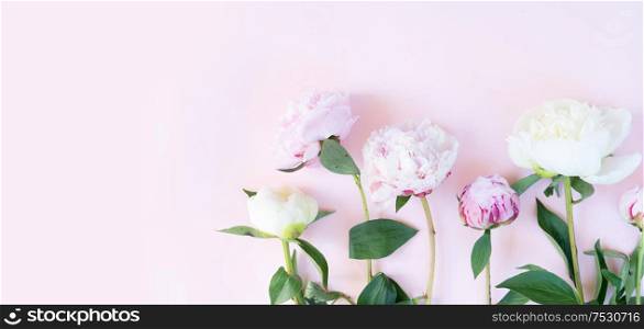Beautiful fresh pink and white peony flowers on pink table, top view and flat lay background banner. Fresh peony flowers