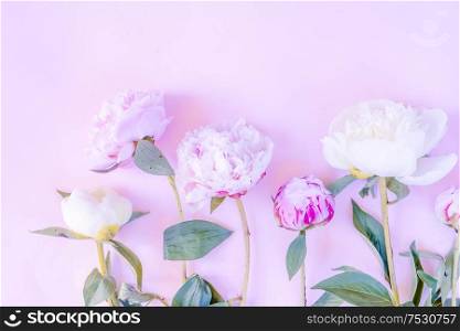Beautiful fresh pink and white peony flowers on pink table, top view and flat lay background, toned. Fresh peony flowers