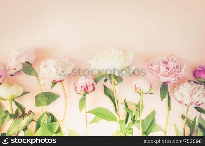 Beautiful fresh pink and white peony flowers on pink table with copy space for your text, top view and flat lay background, toned. Fresh peony flowers