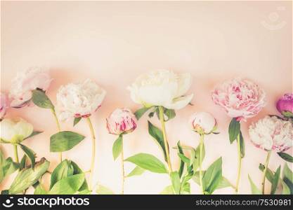 Beautiful fresh pink and white peony flowers on pink table with copy space for your text, top view and flat lay background, toned. Fresh peony flowers