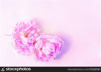 Beautiful fresh pink peony flowers on pink table with copy space for your text, top view and flat lay background, toned. Fresh peony flowers