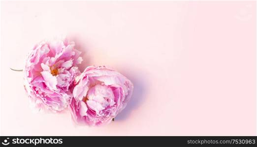 Beautiful fresh pink peony flowers on pink table with copy space for your text, top view and flat lay background, web banner format. Fresh peony flowers