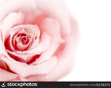 Beautiful fresh pink rose with morning dew isolated on white background