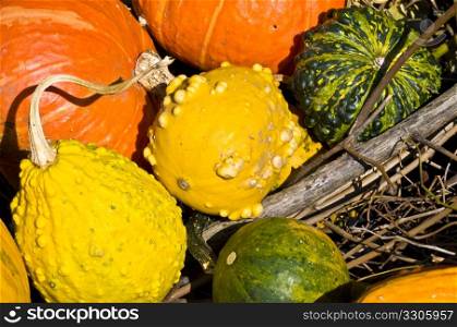 beautiful fresh pumpkins in the sunshine in autumn