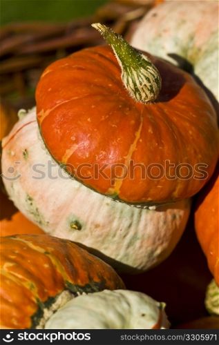 beautiful fresh pumpkins in the sunshine in autumn