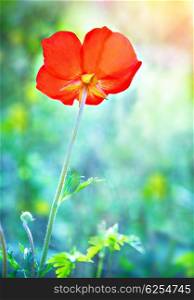 Beautiful fresh red poppy flower, gorgeous gentle wild plant, amazing spring nature, beauty of springtime season