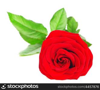 Beautiful fresh red rose isolated on white background