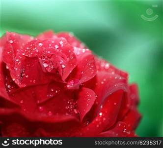 Beautiful fresh red rose with morning dew, close-up garden flower