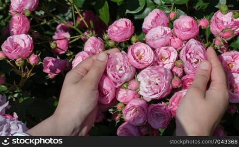 Beautiful fresh rose in hand
