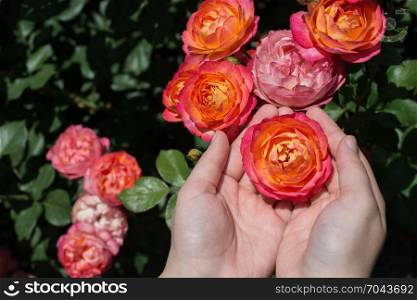 Beautiful fresh rose in hand