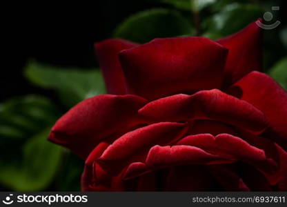 Beautiful fresh roses in close up view