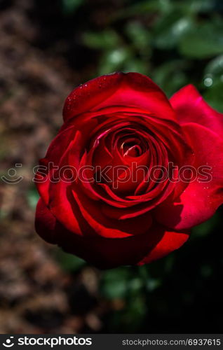 Beautiful fresh roses in close up view