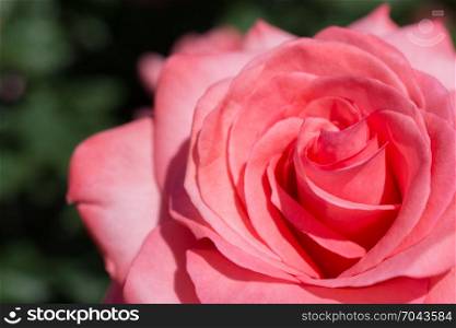 Beautiful fresh roses in close up view