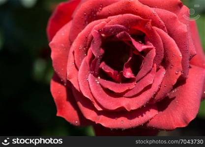 Beautiful fresh roses in close up view
