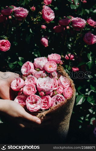 Beautiful fresh roses in hand