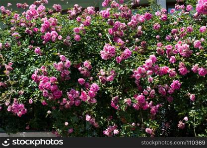 Beautiful fresh roses in nature background