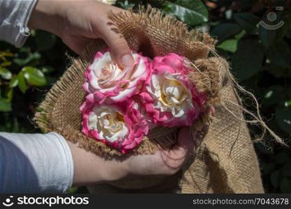 Beautiful fresh roses wrapped with canvas in hand