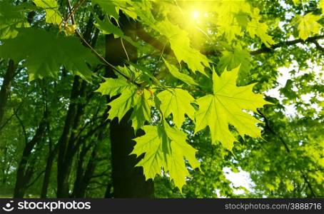 Beautiful fresh spring leaves of maple tree and sunlight