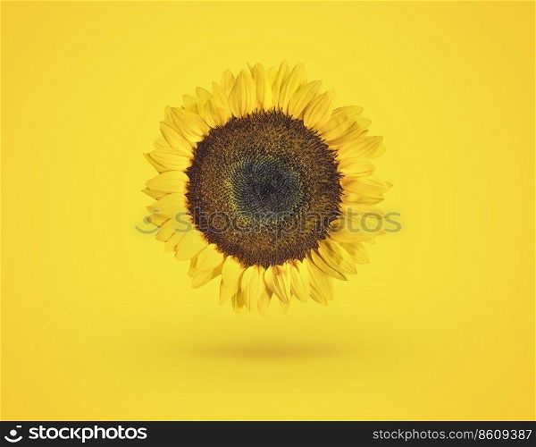 Beautiful fresh sunflowers on bright yellow background, flat lay, top view, copy space, autumn or summer, sunflower agriculture harvest time concept. flower card nature background