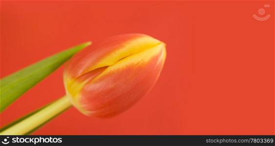 Beautiful fresh tulip. Selective focus