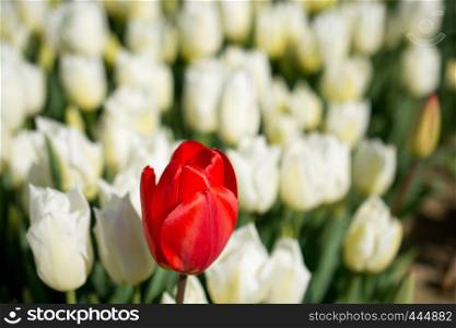 Beautiful fresh tulips in nature in the spring time