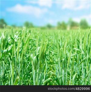 Beautiful fresh wheat field over blue sky background, agricultural meadow, countryside landscape, farming concept