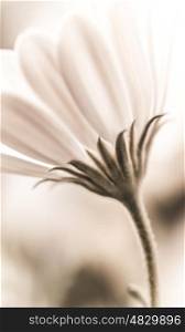 Beautiful fresh white daisy flower, vintage style photo, soft focus, spring time season, tender floral background