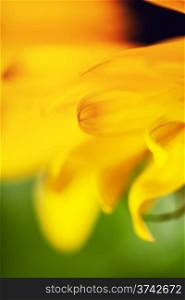 Beautiful fresh yellow Sunflowers closeup