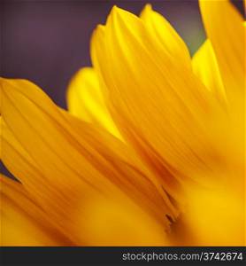 Beautiful fresh yellow Sunflowers closeup