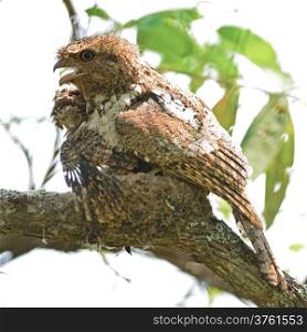 Beautiful Frogmouth bird, Hodgson Frogmouth bird, the bird that you must see before you die, with its two juvenile chicks in the nest , taken in Thailand, during the day this duty responsibility with male