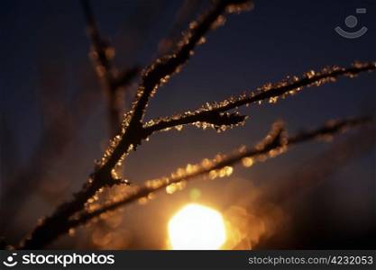 Beautiful frost branch in sunset