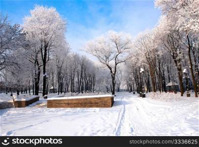 Beautiful frozen trees in the park Donetsk. Ukraine. Beautiful frozen trees in the park Donetsk.