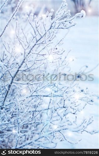 beautiful frozen winter plant