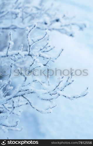 beautiful frozen winter plants