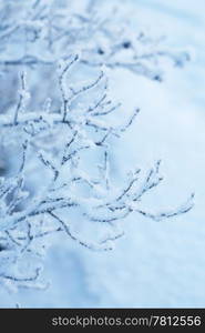 beautiful frozen winter plants