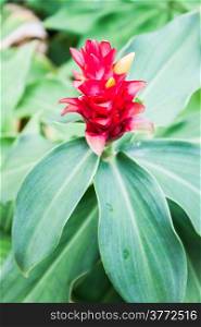 Beautiful galangal red flower on green leaf