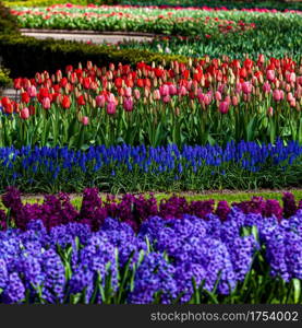 beautiful garden flowers. Spring background