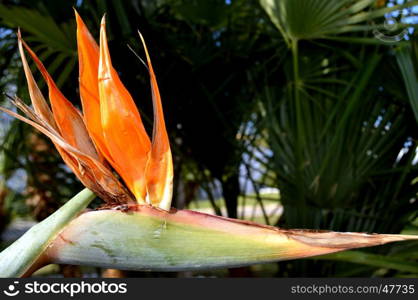 Beautiful garden flowers,summer flower background