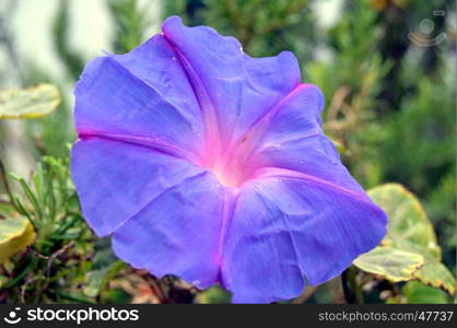 Beautiful garden flowers,summer flower background