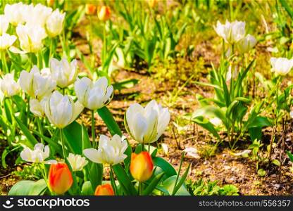 Beautiful garden full of colorful flowers like tulips. Beauty in nature during springtime.. Garden full of beautiful flowers