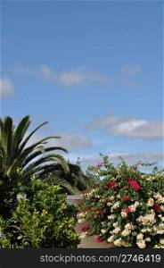 beautiful garden/nature scene with bougainvillea flowers and palm tree (blue sky available for copy-space)
